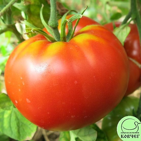 Гигантисика5 2024г. Семена томата Гигантисика