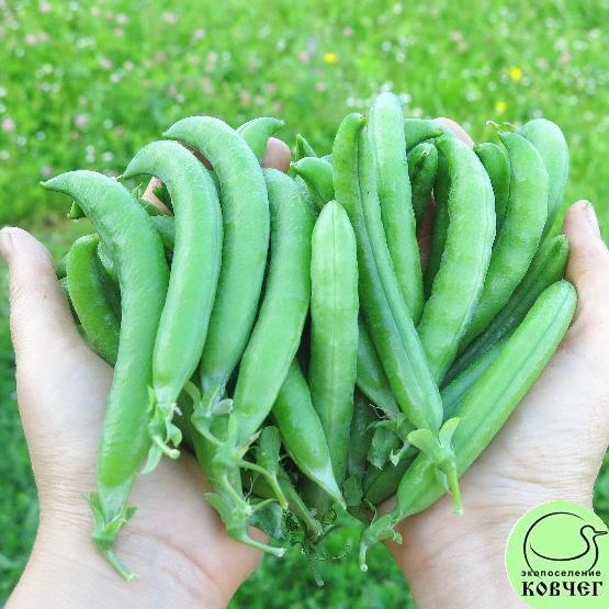 Горох сахарный Норд-Вест 7_1 2024г. Семена гороха лущильного Норд-вест