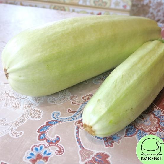 Кабачок Якорь 2021г. Семена кабачка Якорь