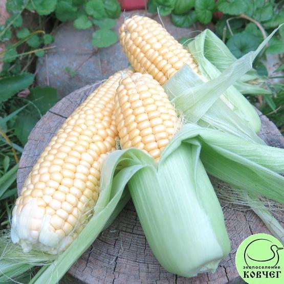 Кукуруза Медовая 2025г. Семена кукурузы сахарной Медовая