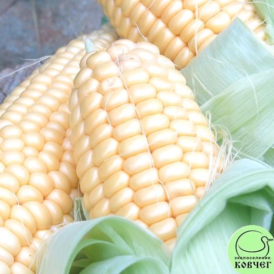 Кукуруза Медовая 2 2025г. Семена кукурузы сахарной Медовая