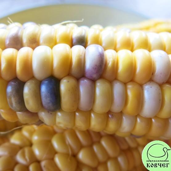 Кукуруза Мраморная 1 2023г. Семена кукурузы сахарной Мраморная