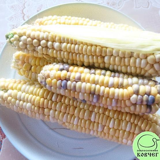 Кукуруза Мраморная 2 2023г. Семена кукурузы сахарной Мраморная
