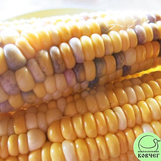 Кукуруза Мраморная 3 2023г. Семена кукурузы сахарной Мраморная