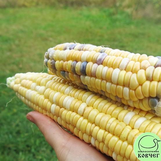 Кукуруза Мраморная 2023г. Семена кукурузы сахарной Мраморная