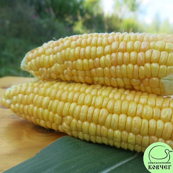 Кукуруза Сахарный початок 2 2022г. Семена кукурузы сахарной Сахарный початок