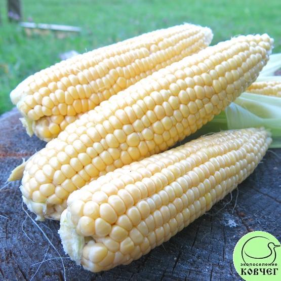 Кукуруза Сахарный початок 2022г. Семена кукурузы сахарной Сахарный початок