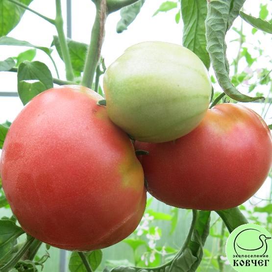 Микадо 2 2024г. Семена томата Микадо