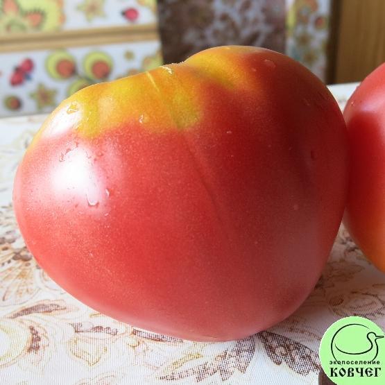 Микадо 2024г. Семена томата Микадо