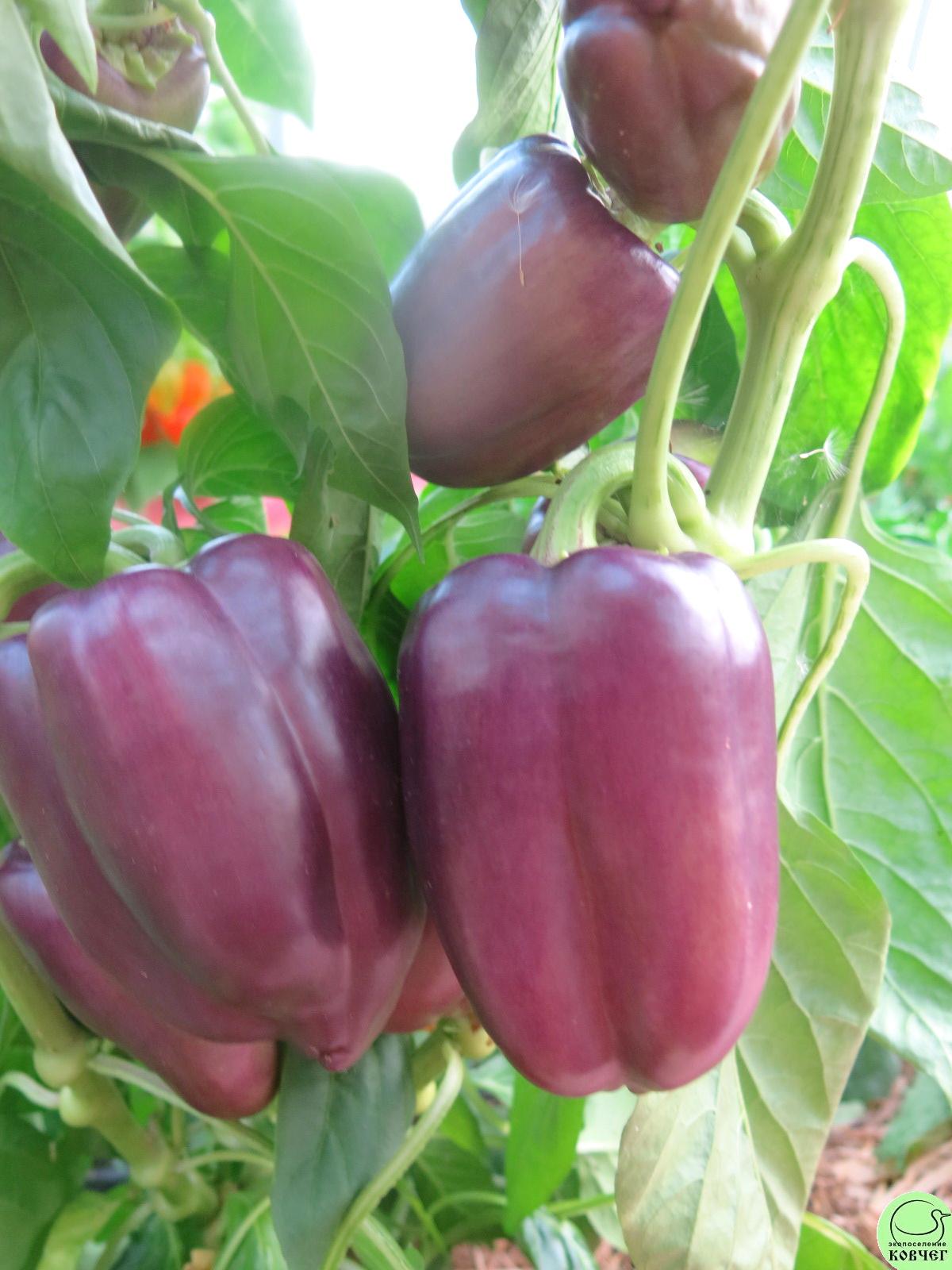 П20 Сирень (11) 2019г. Семена перца сладкого Сирень (от Юли)