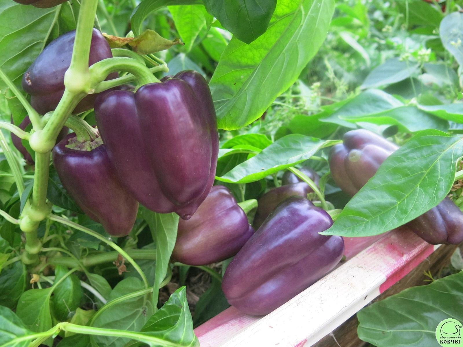 П20 Сирень (14) 2019г. Семена перца сладкого Сирень (от Юли)