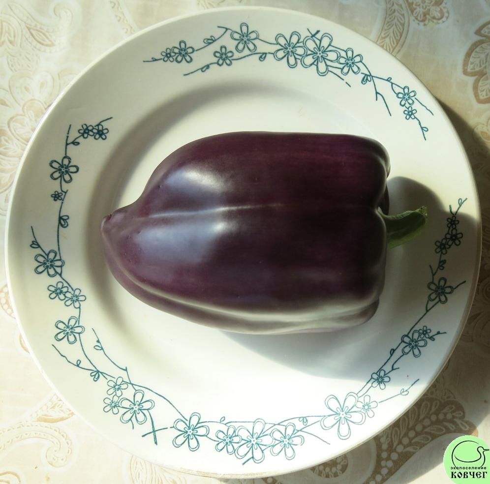 П20 Сирень (4) 2019г. Семена перца сладкого Сирень (от Юли)