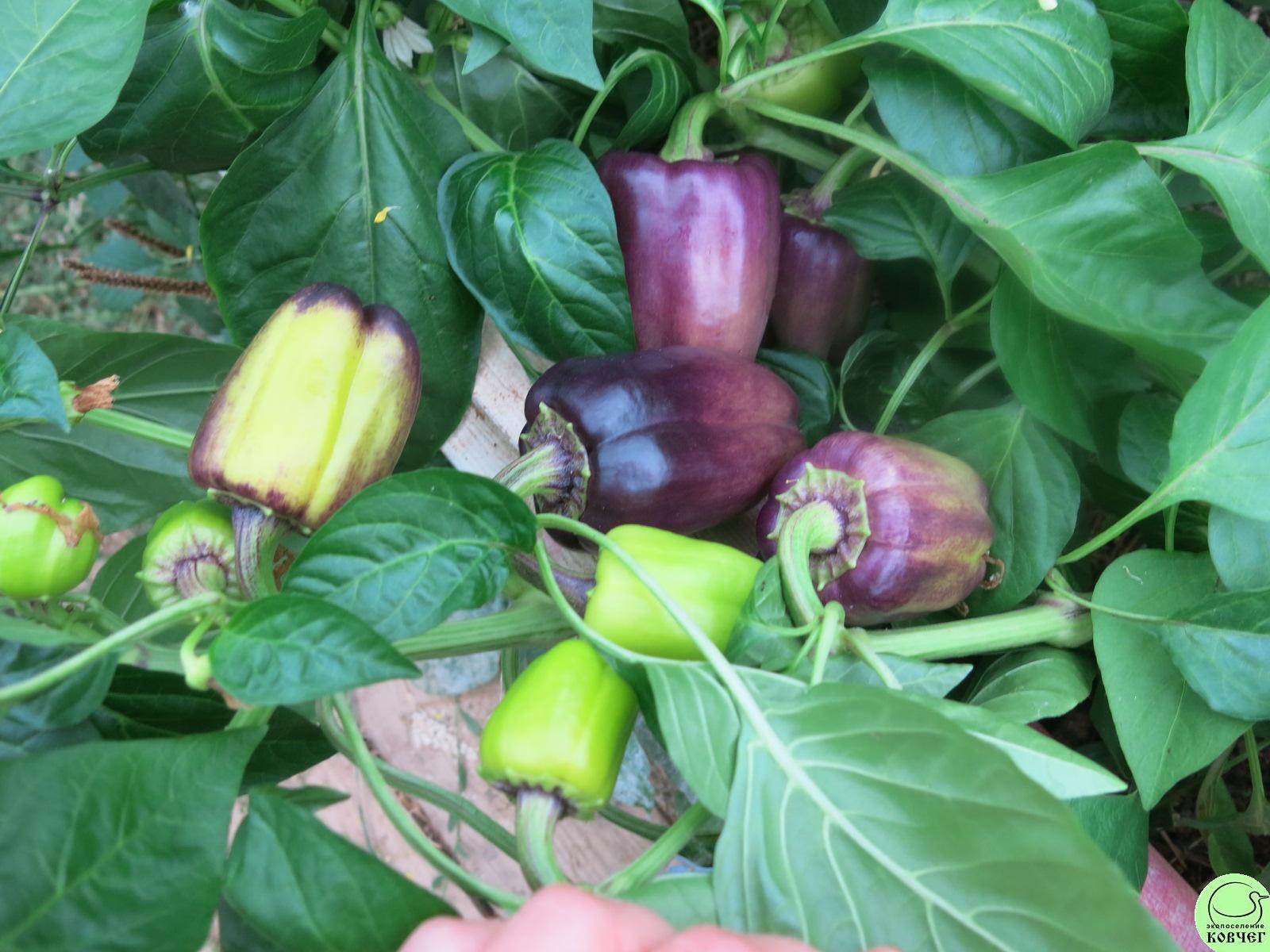 П20 Сирень 2019г. Семена перца сладкого Сирень (от Юли)