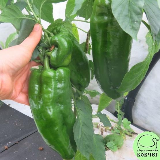 Перец Гигант (16) 2024г. Семена перца сладкого Гигант