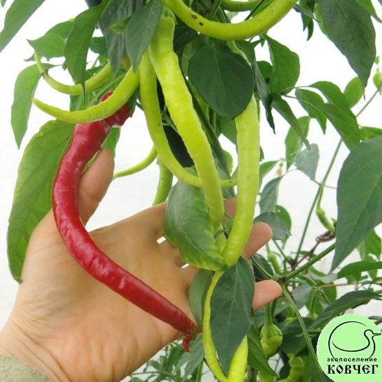 Перец Змейка (6) 2024г. Семена перца сладкого Змейка