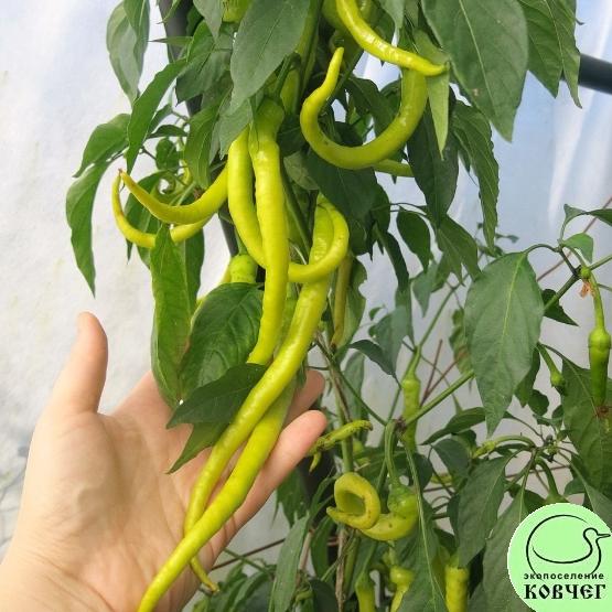 Перец Змейка (8) 2024г. Семена перца сладкого Змейка