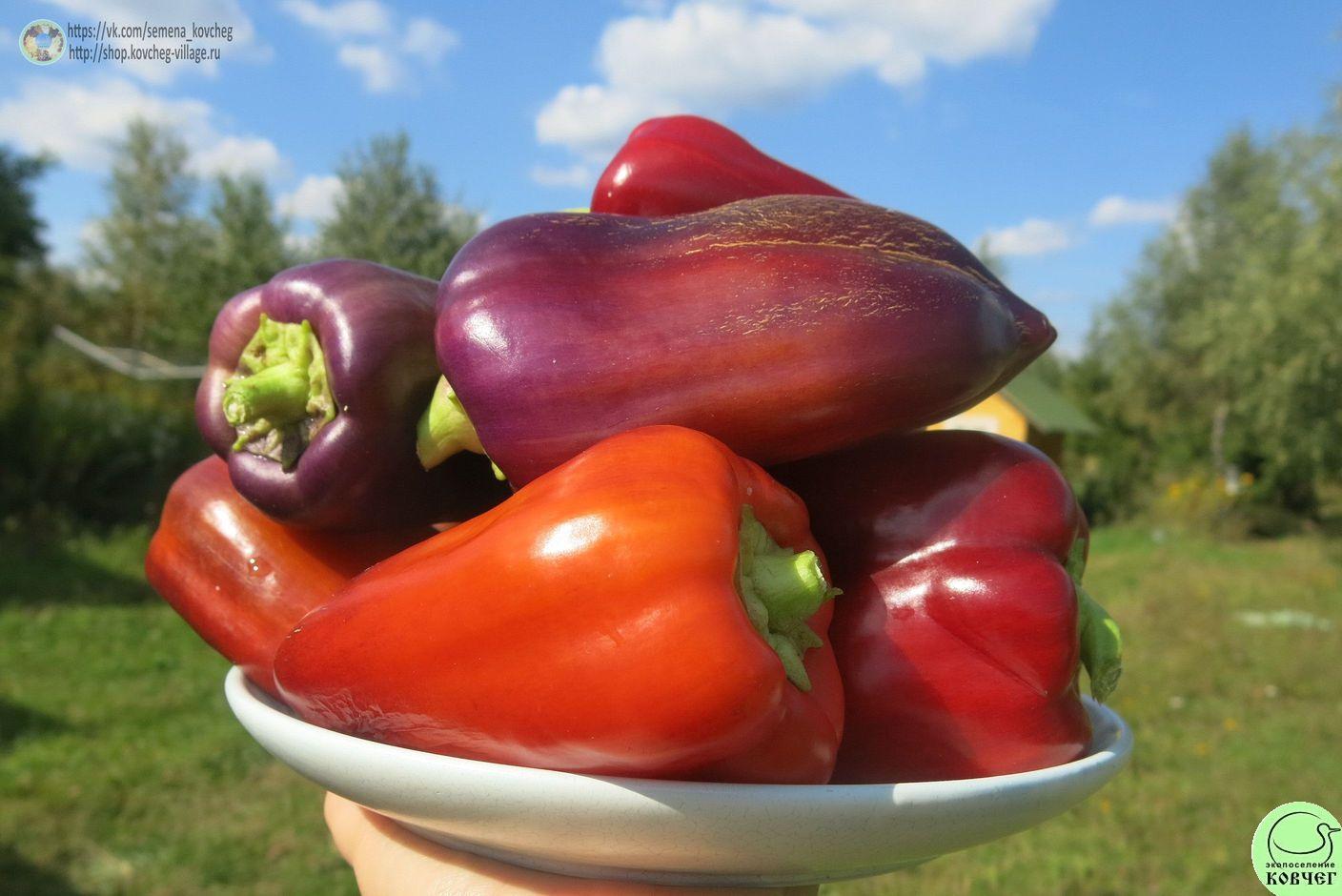 Перец следкий 13. Сирень Ю (10)_2_1 2019г. Семена перца сладкого Сирень (от Юли)