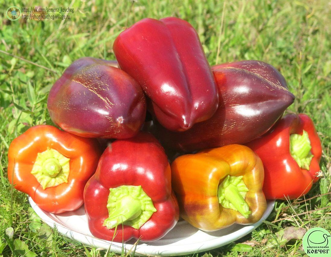 Перец следкий 13. Сирень Ю (12)_2_1 2019г. Семена перца сладкого Сирень (от Юли)