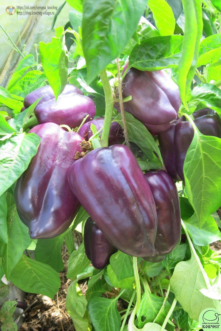 Перец следкий 13. Сирень Ю (6)_2_1 2019г. Семена перца сладкого Сирень (от Юли)