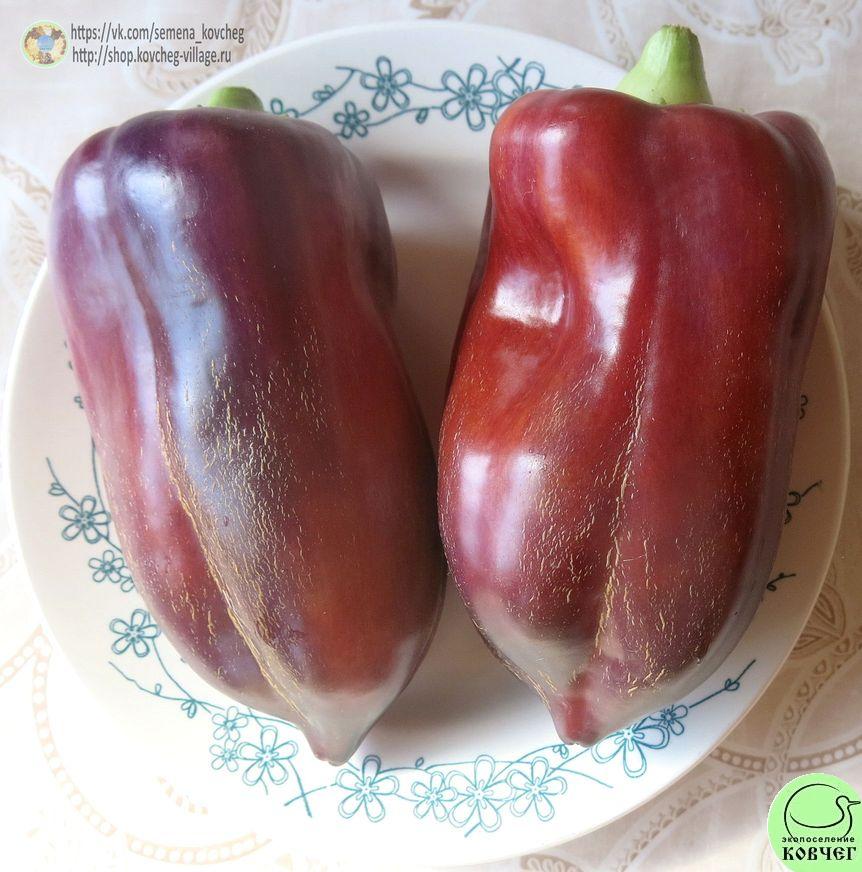 Перец следкий 13. Сирень Ю (9)_2_1 2019г. Семена перца сладкого Сирень (от Юли)