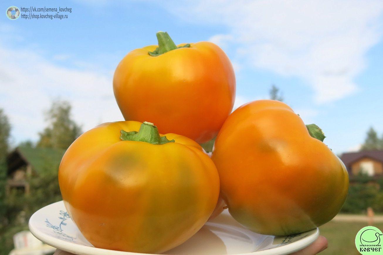 Перец следкий 7. Гогошар Ю (15)_2_1 2019г. Семена перца сладкого Гогошар жёлтый