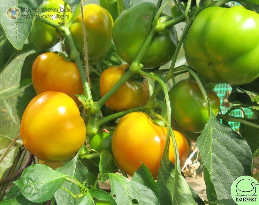 Перец следкий 7. Гогошар Ю (7)_2_1 2019г. Семена перца сладкого Гогошар жёлтый