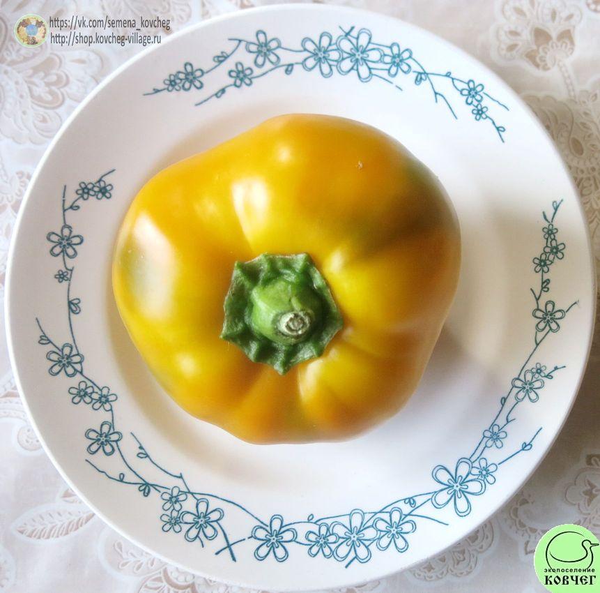 Перец следкий 7. Гогошар Ю (9)_2_1 2019г. Семена перца сладкого Гогошар жёлтый