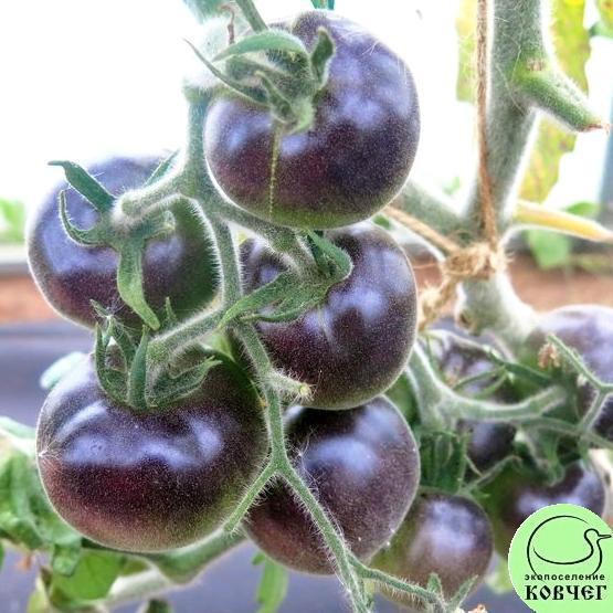 ТОмат 27 Воули Кэт (11) 2024г. Семена томата Вули кэт