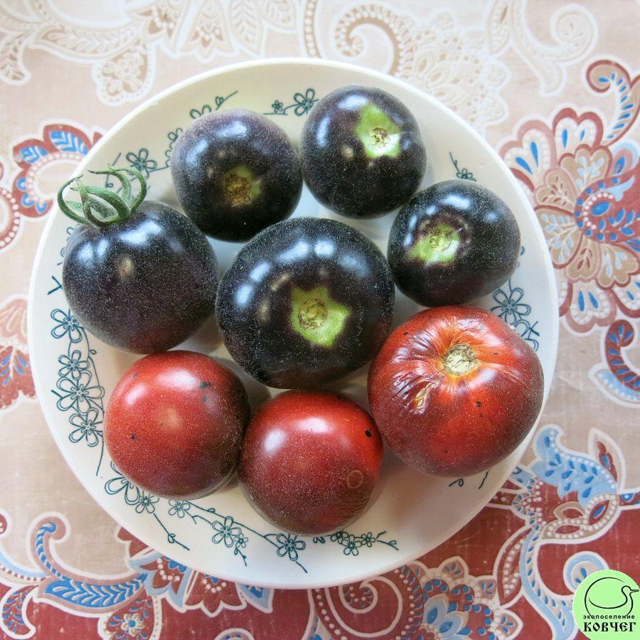 Томат 27 Воли Кэт 2024г. Семена томата Вули кэт