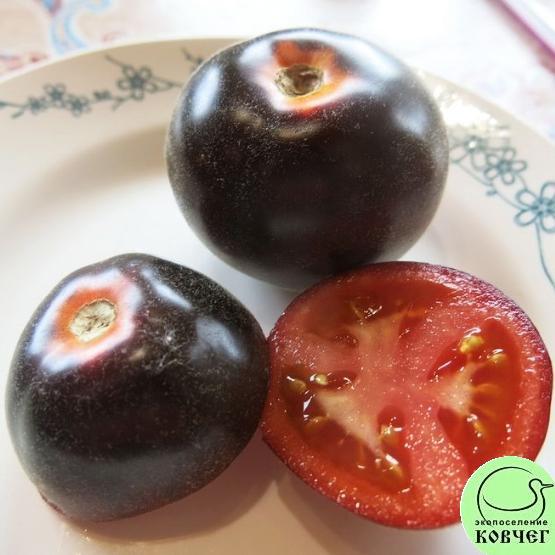 Томат 27 Воули Кэт (5) 2024г. Семена томата Вули кэт