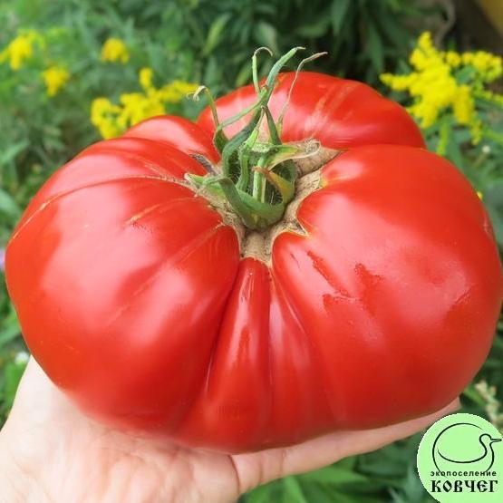 Томат 3 Рекордсмен (4) 2023г. Семена томата Рекордсмен