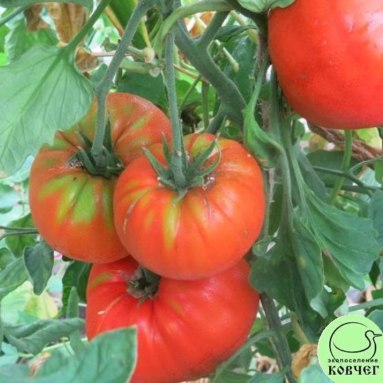 Томат 3 Рекордсмен (9) 2023г. Семена томата Рекордсмен