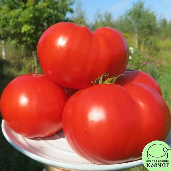Томат 3 Рекордсмен 2023г. Семена томата Рекордсмен