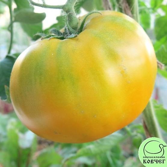 Томат 54 Самохвал (4) 2020г. Семена томата Самохвал