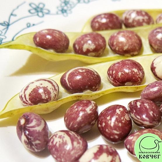 Фасоль Добрая матушка Сталлард (6)_1 2024г. Семена фасоли Добрая матушка Сталлард