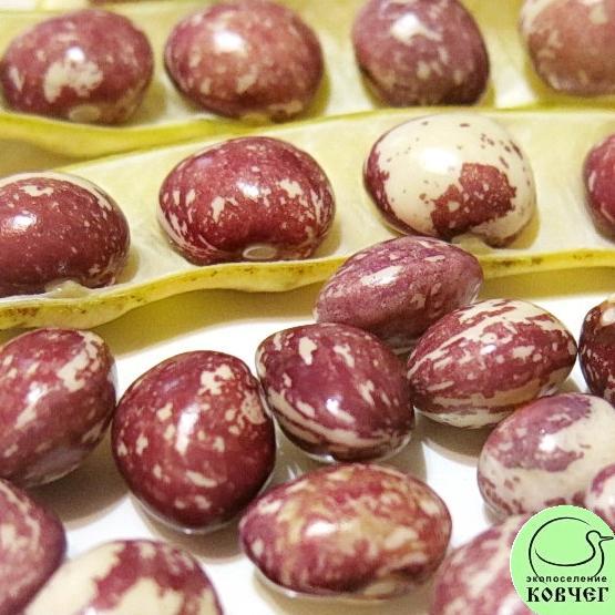 Фасоль Добрая матушка Сталлард (6)_12 2024г. Семена фасоли Добрая матушка Сталлард