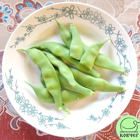 Фасоль вьющаяся Добрая матушка Сталлард 1_1 2024г. Семена фасоли Добрая матушка Сталлард