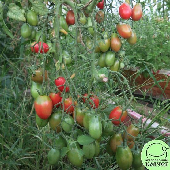 Чио-чио-сан Семена томата Чио-чио-сан