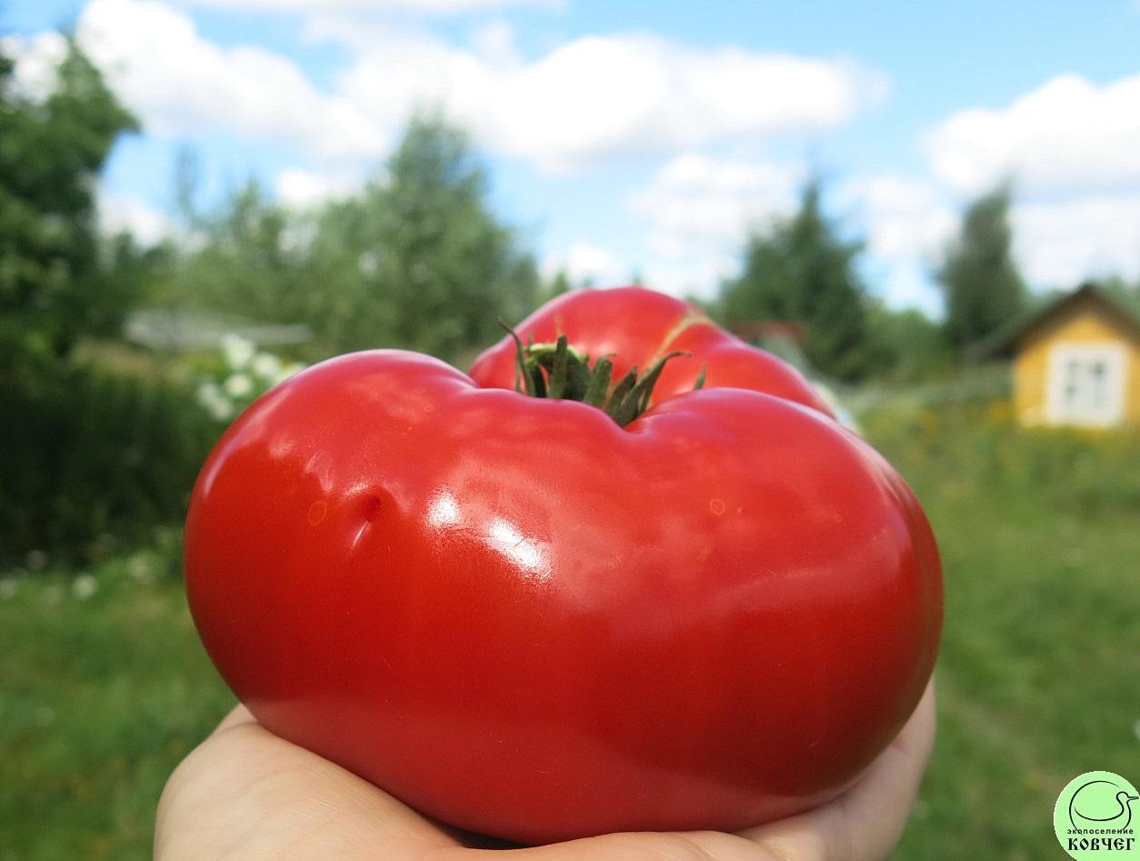 44 Родон (17) 2023г. Семена томата Родон