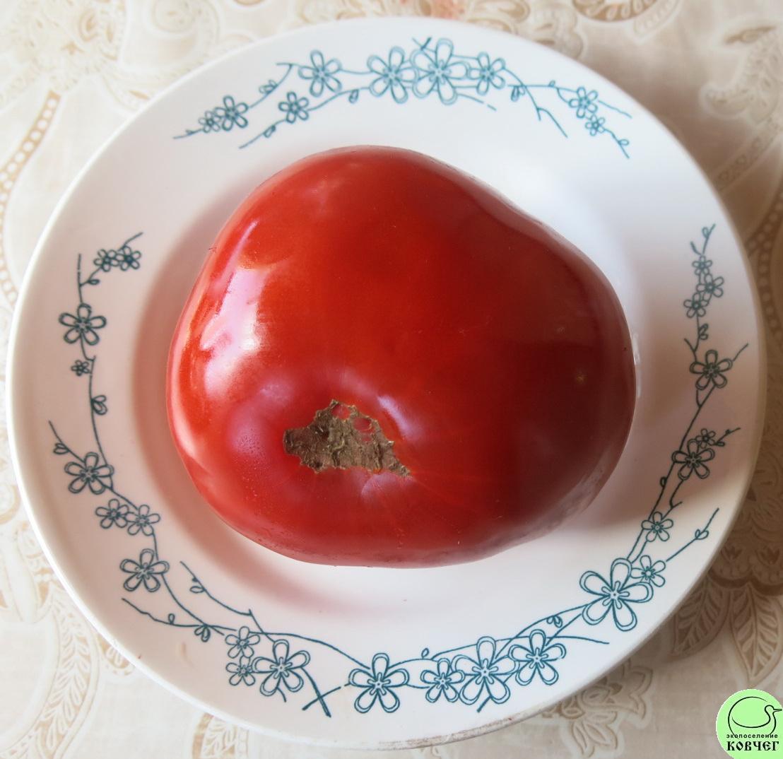 44 Родон (2) 2023г. Семена томата Родон