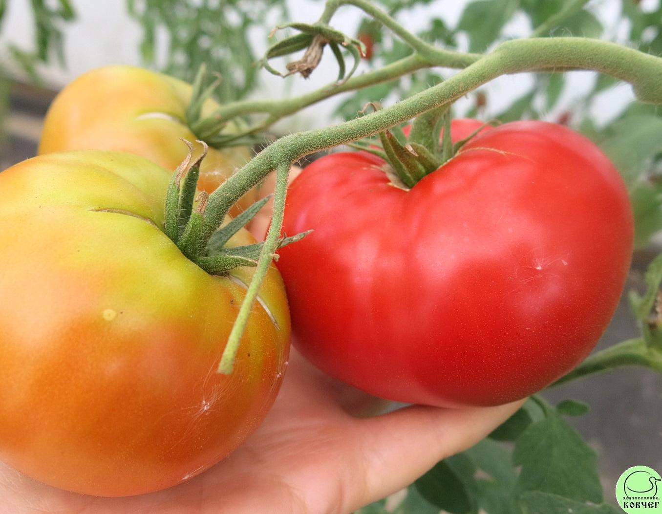 44 Родон (21) 2023г. Семена томата Родон