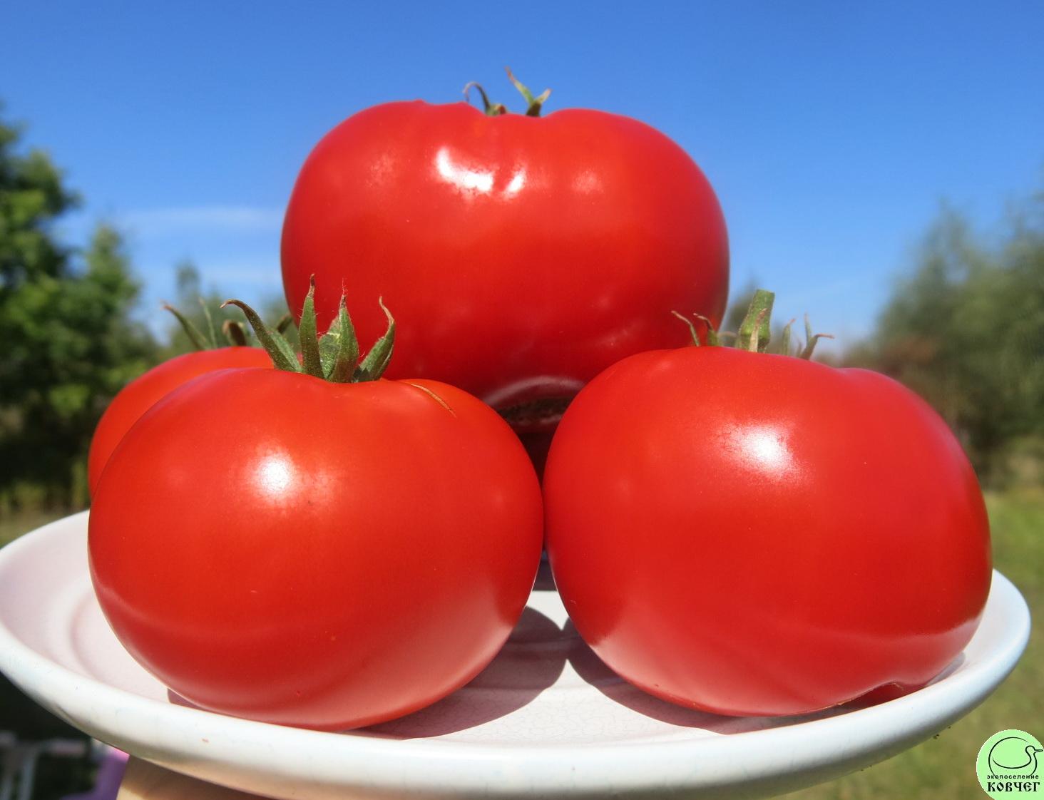 44 Родон (3) 2023г. Семена томата Родон