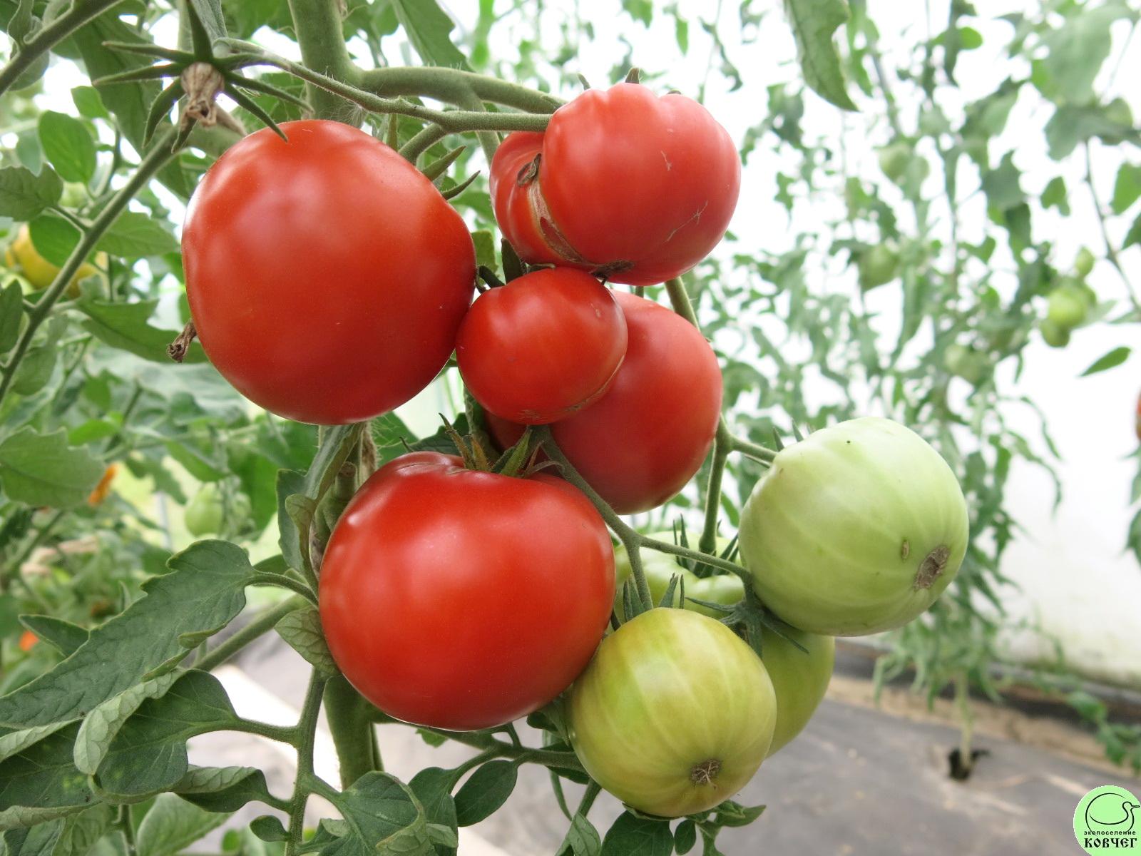 44 Родон (8) 2023г. Семена томата Родон