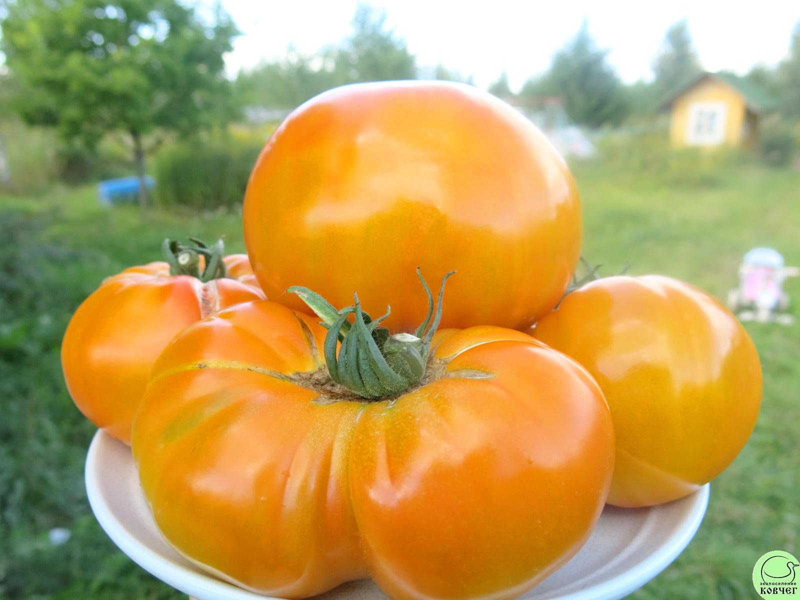 19 Медовый салют (13) 2024г. Семена томата Медовый салют