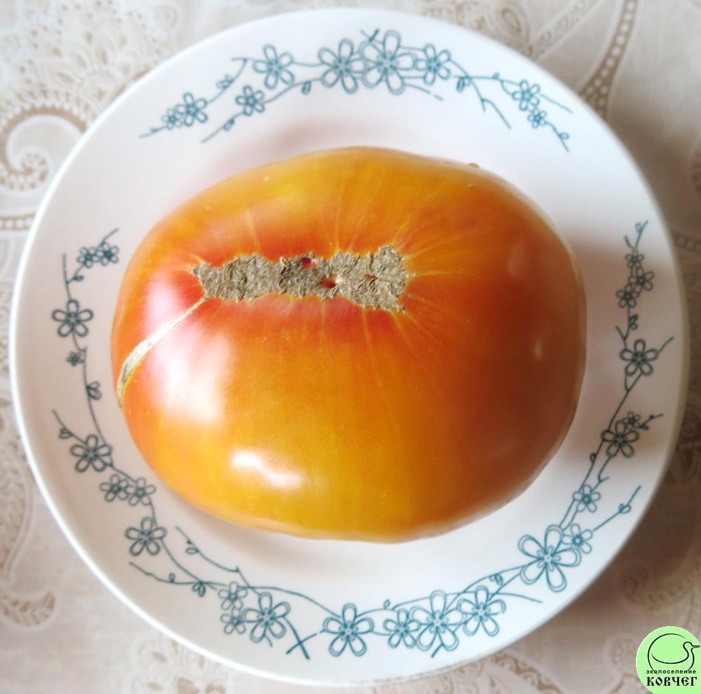 19 Медовый салют 2024г. Семена томата Медовый салют