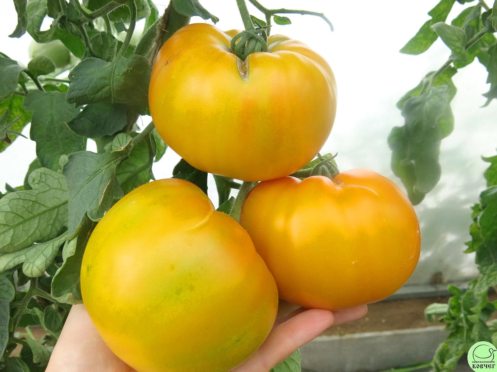 2 Страйпед Герман (9) 2024г. Семена томата Немецкий полосатый