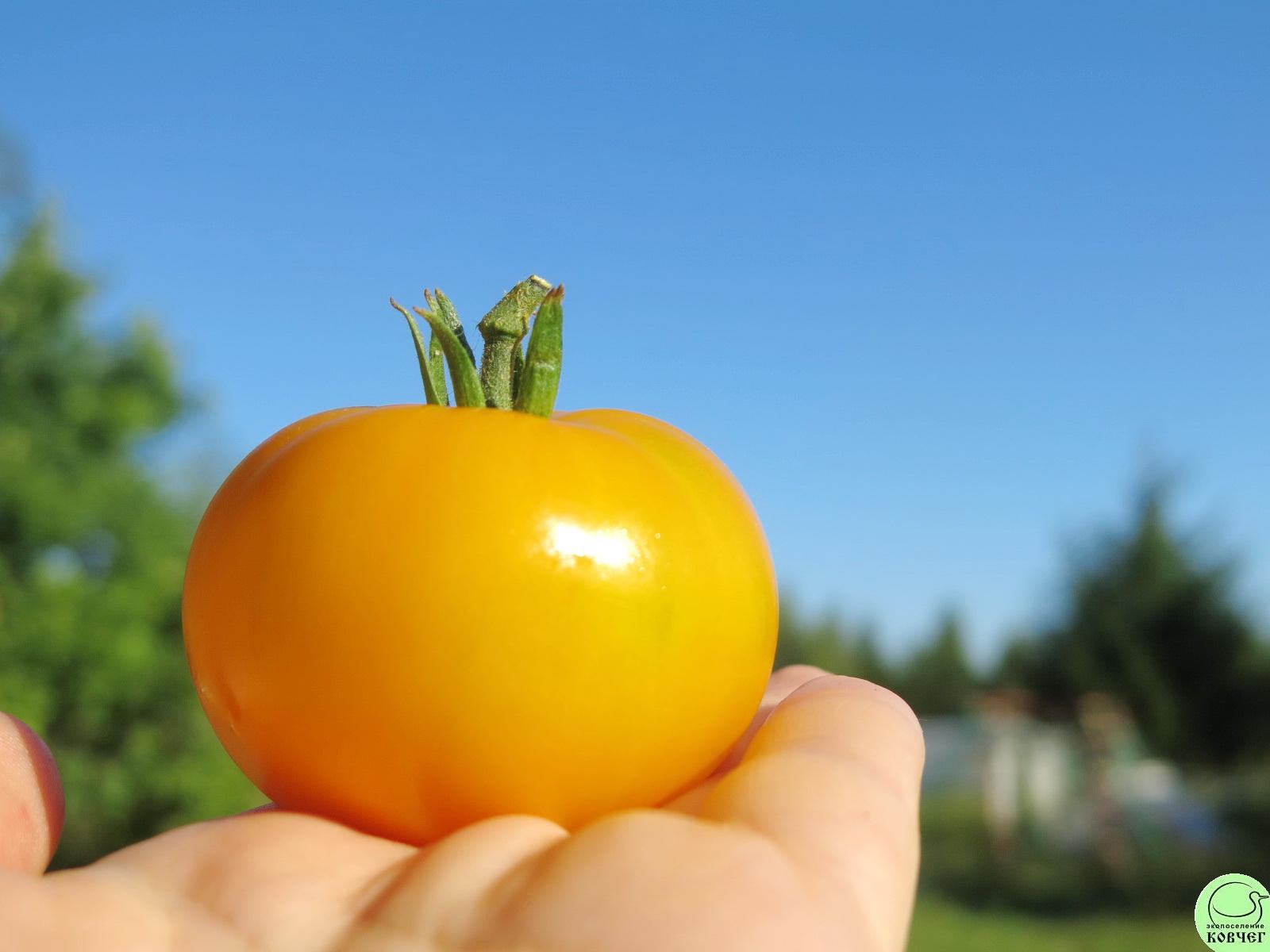 35 Золотистый №148 (4) 2025г. Семена томата Золотистый №148