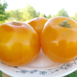 2025г. Семена томата Золотистый №148