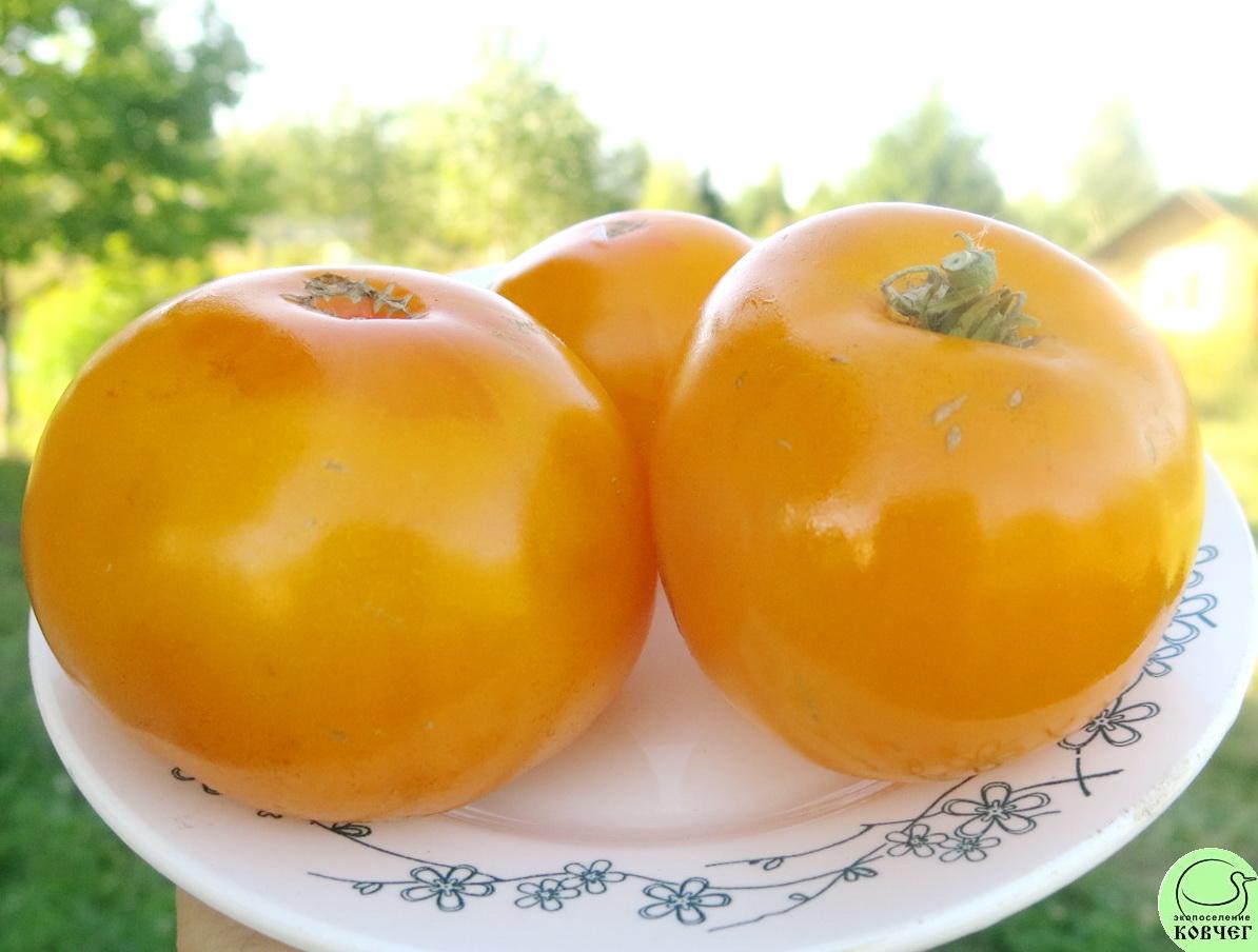 35 Золотистый №148 (8) 2025г. Семена томата Золотистый №148