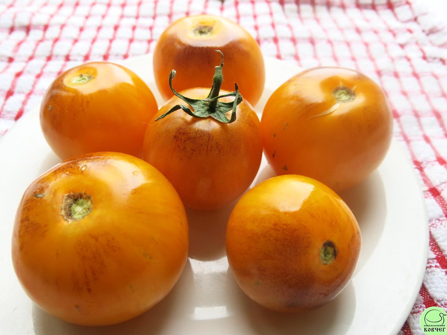 42 Полоски прошлого (2) 2018г. Семена томата Полоски прошлого